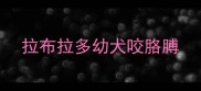 拉布拉多幼犬咬胳膊
