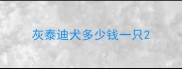 灰泰迪犬多少钱一只