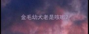 金毛幼犬老是咳嗽