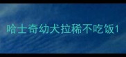 哈士奇幼犬拉稀不吃饭