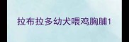 拉布拉多幼犬喂鸡胸脯