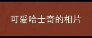 可爱哈士奇的相片