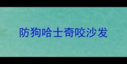 防狗哈士奇咬沙发