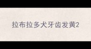 拉布拉多犬牙齿发黄