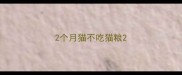 2个月猫不吃猫粮