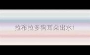 拉布拉多狗耳朵出水