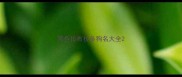 黑色拉布拉多狗名大全
