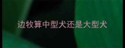 边牧算中型犬还是大型犬