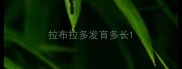 拉布拉多发育多长