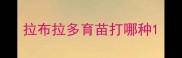 拉布拉多育苗打哪种