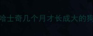 哈士奇几个月才长成大的狗