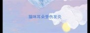 猫咪耳朵受伤发炎