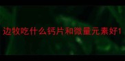 边牧吃什么钙片和微量元素好