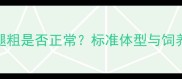 拉布拉多犬腿粗是否正常标准体型与饲养注意事项全