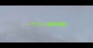 一个月小猫喂猫粮