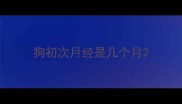狗初次月经是几个月