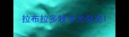 拉布拉多牧羊犬杂交
