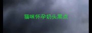 猫咪怀孕奶头黑点