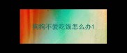 狗狗不爱吃饭怎么办