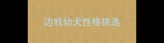 边牧幼犬性格挑选