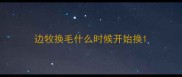 边牧换毛什么时候开始换