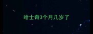 哈士奇3个月几岁了