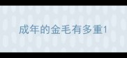 成年的金毛有多重