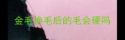 金毛换毛后的毛会硬吗