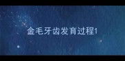 金毛牙齿发育过程