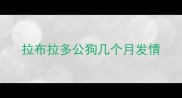 拉布拉多公狗几个月发情