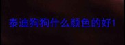 泰迪狗狗什么颜色的好