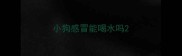 小狗感冒能喝水吗