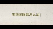 狗狗闹眼睛怎么治