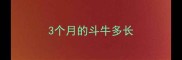 3个月的斗牛多长