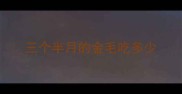 三个半月的金毛吃多少