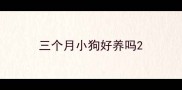 三个月小狗好养吗