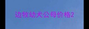 边牧幼犬公母价格