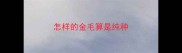怎样的金毛算是纯种