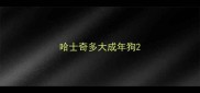 哈士奇多大成年狗