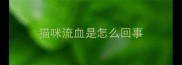 猫咪流血是怎么回事