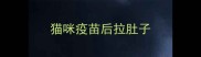 猫咪疫苗后拉肚子