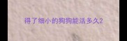 得了细小的狗狗能活多久