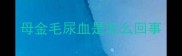 母金毛尿血是怎么回事