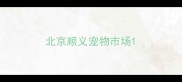 北京顺义宠物市场