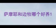 萨摩耶和边牧哪个好养