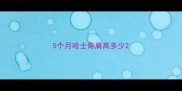 5个月哈士奇肩高多少