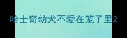 哈士奇幼犬不爱在笼子里