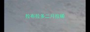 拉布拉多二月拉稀
