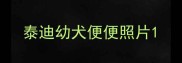 泰迪幼犬便便照片
