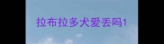 拉布拉多犬爱丢吗